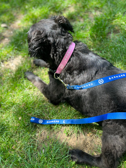 Pet Leash