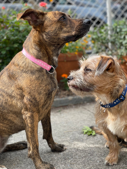 Pet Collar