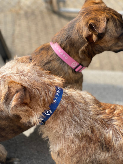 Pet Collar